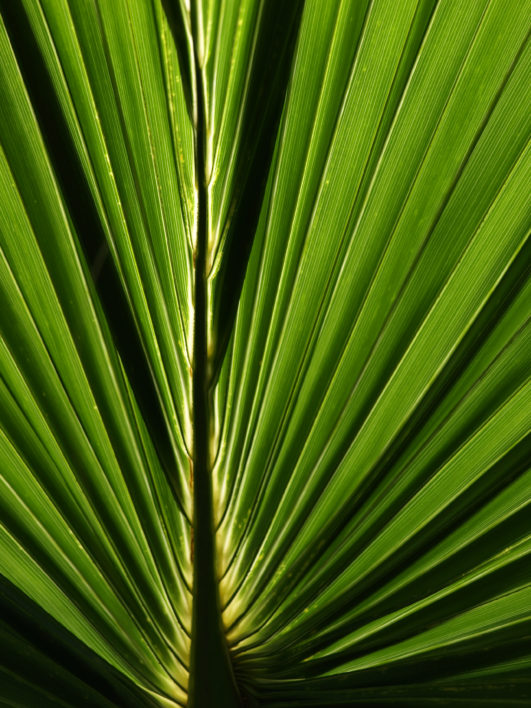 Green Leaf Abstract