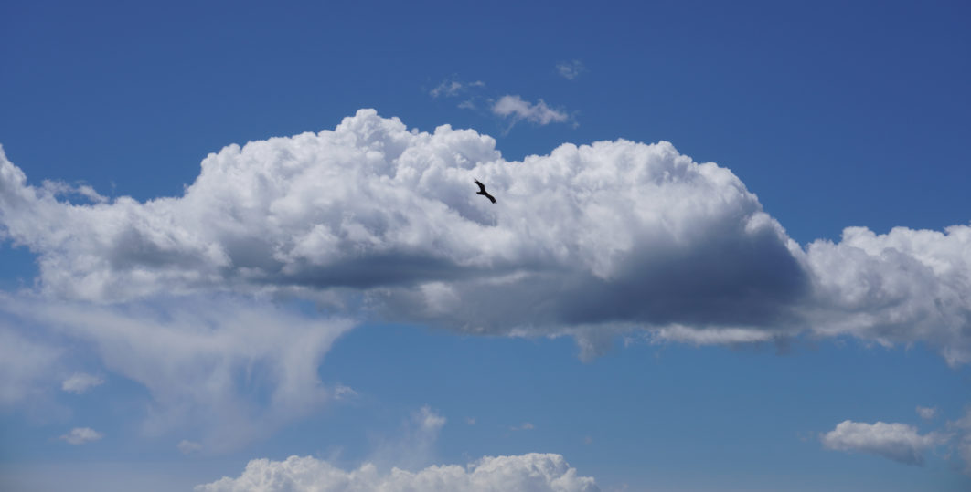 Clouds Bird Flying