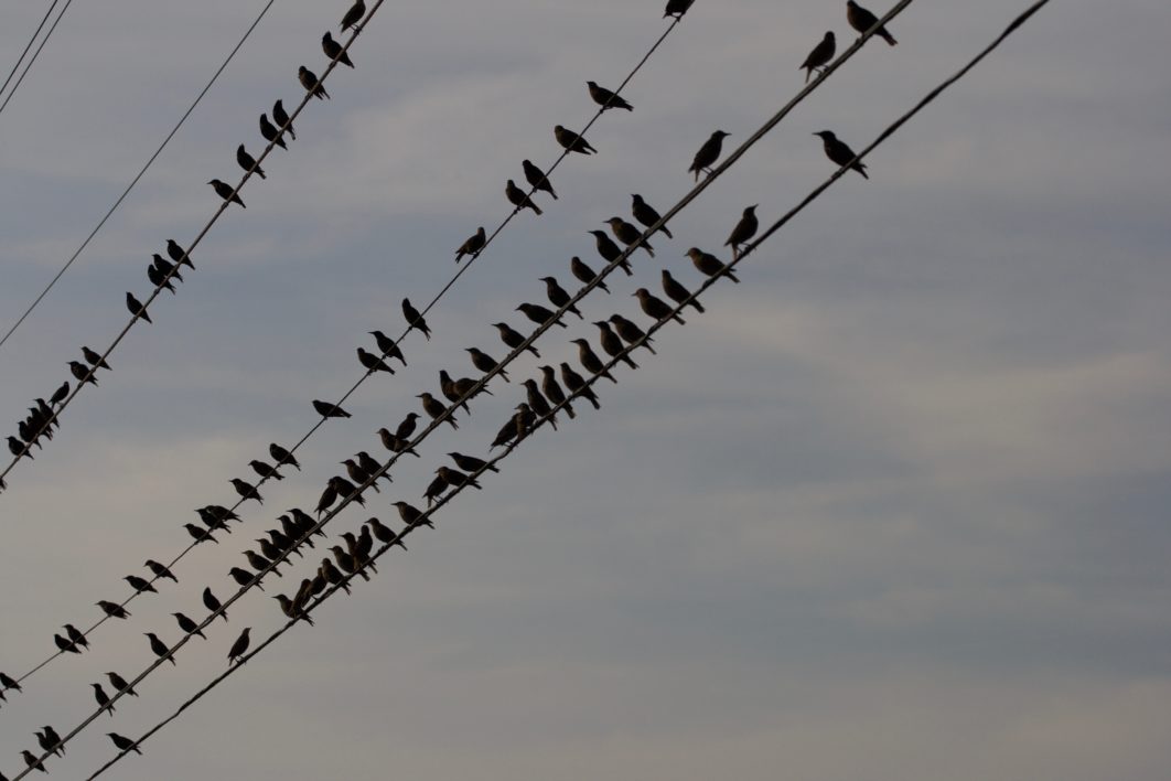 Birds Perched Wire