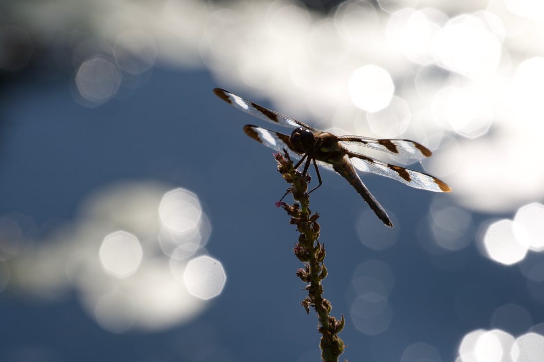 Dragonfly Close Up