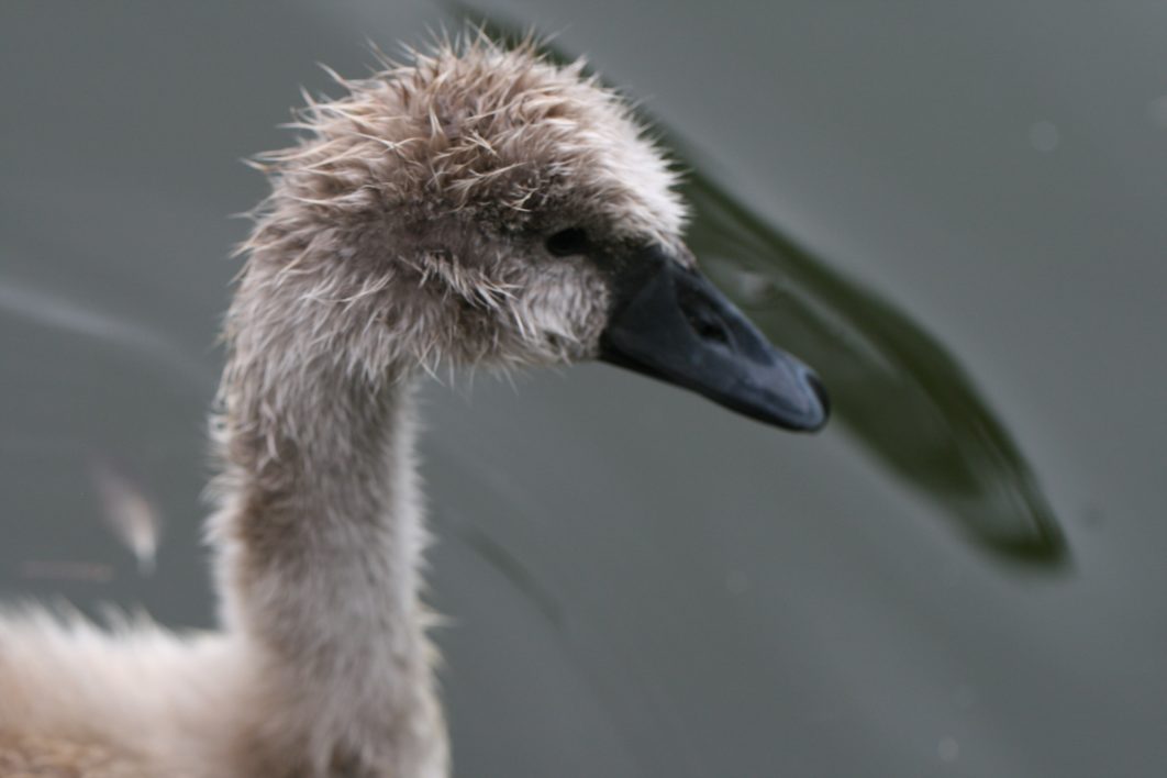 Goose Bird Young