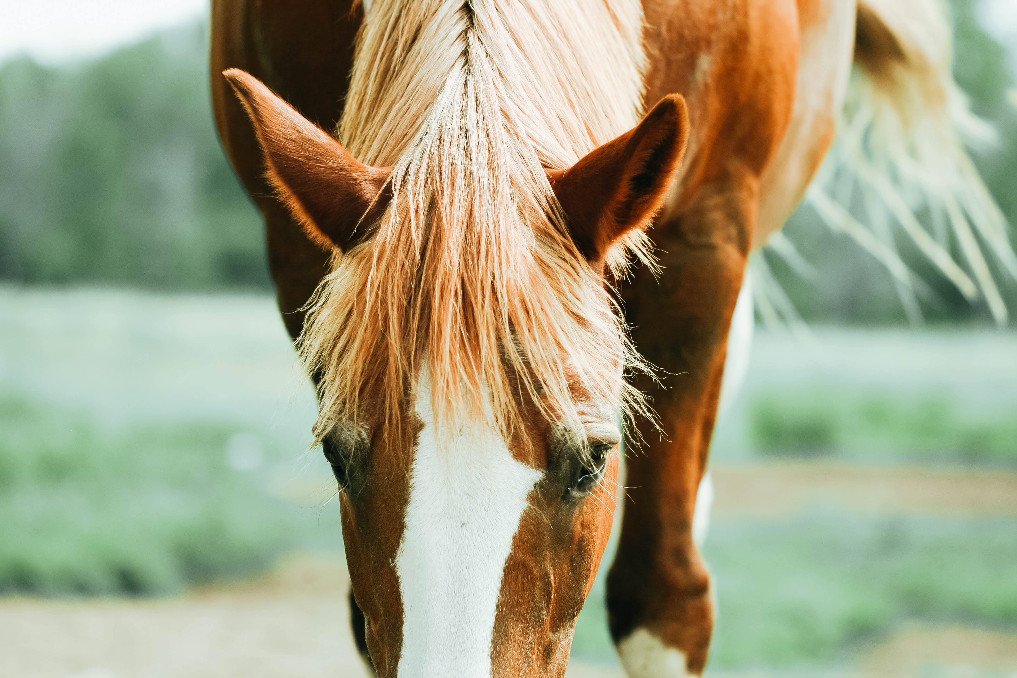 Horse Hair Equine Royalty Free Photo