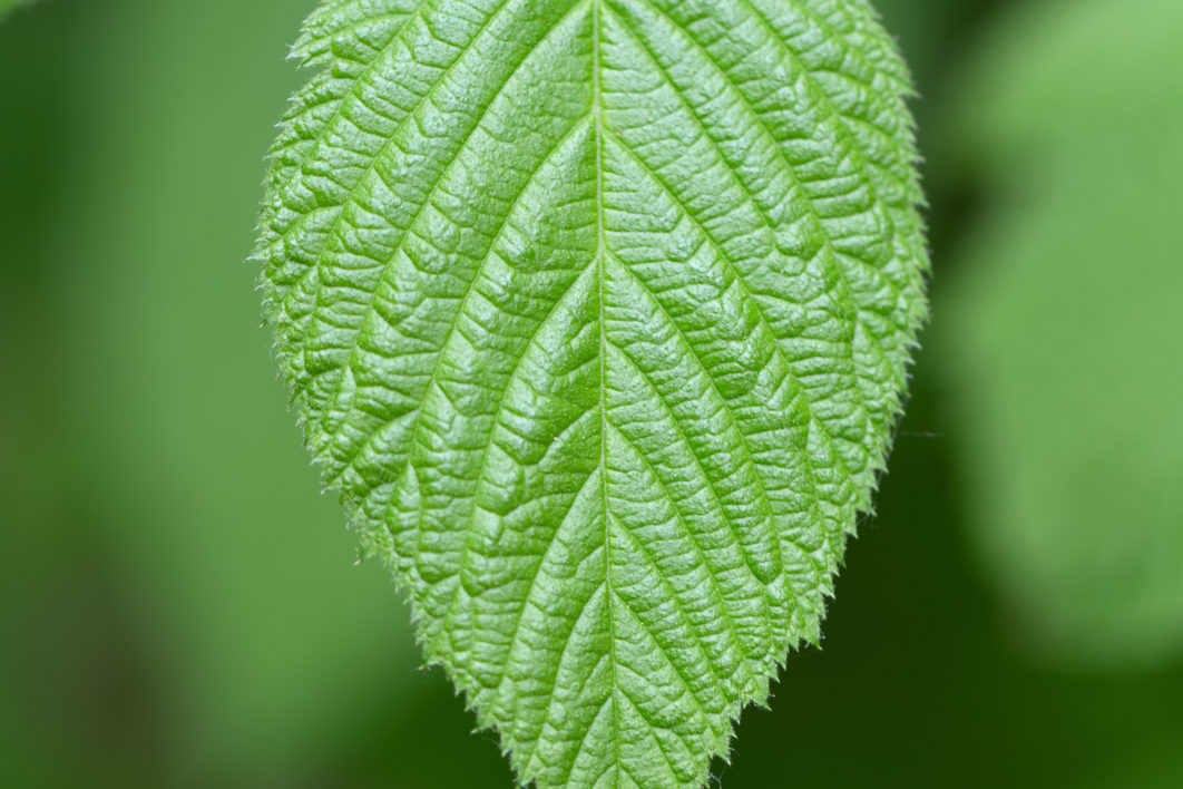 Macro Plant Leaf
