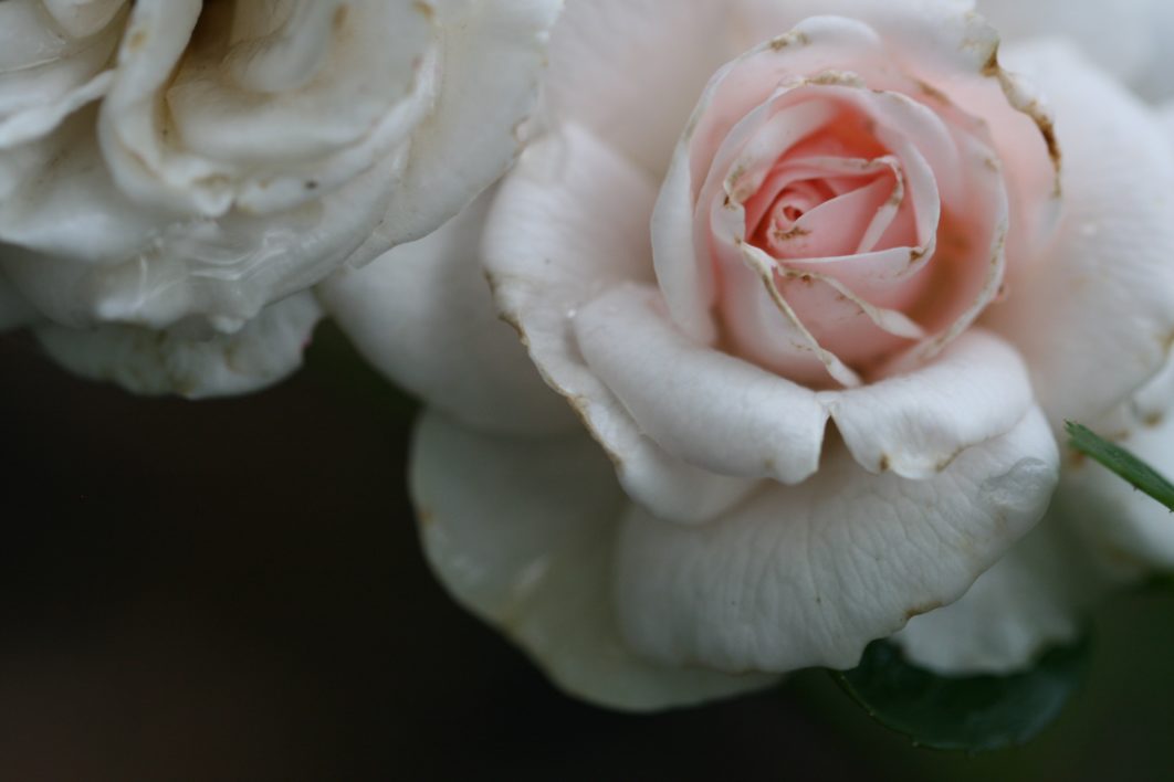 Pink Roses Macro