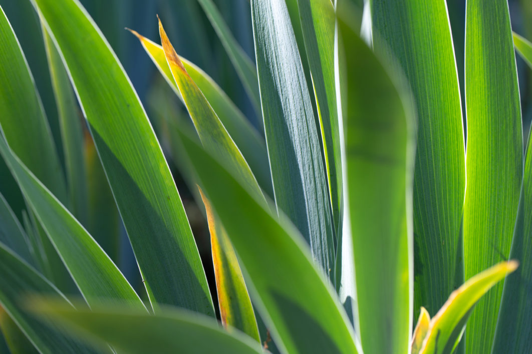 negative-space-plants-reaching-for-sun-1