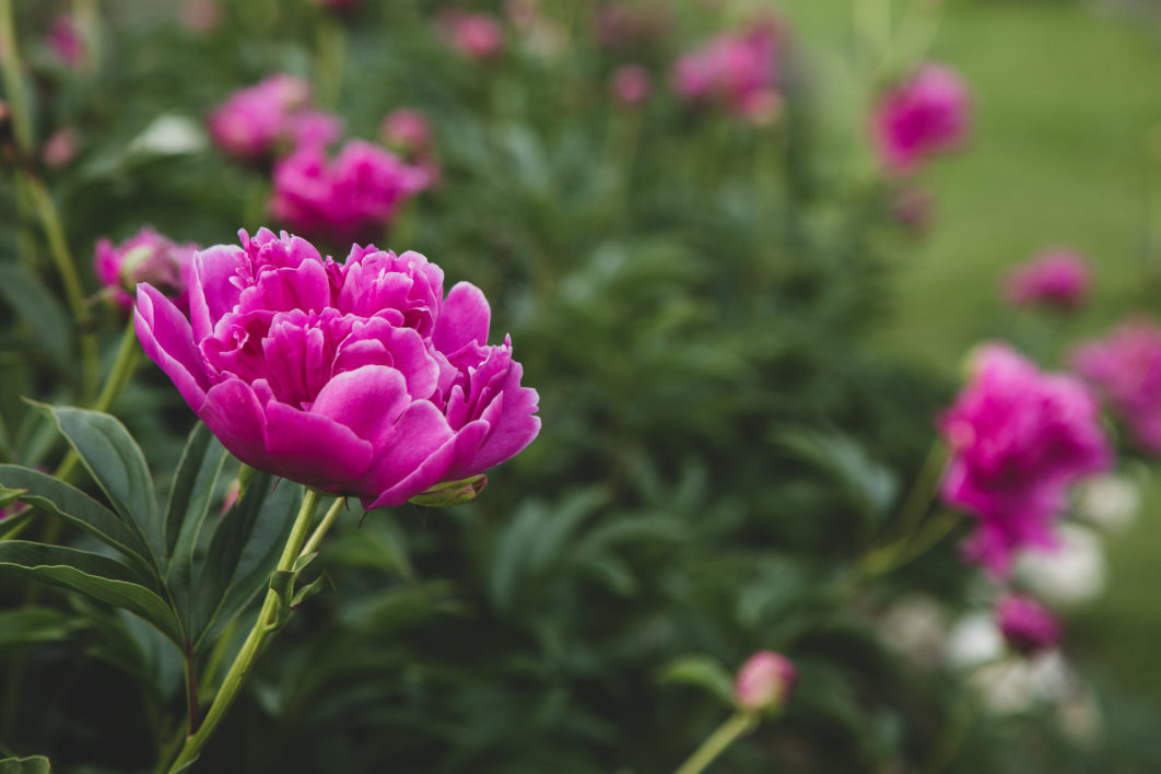 Pink Blossoms