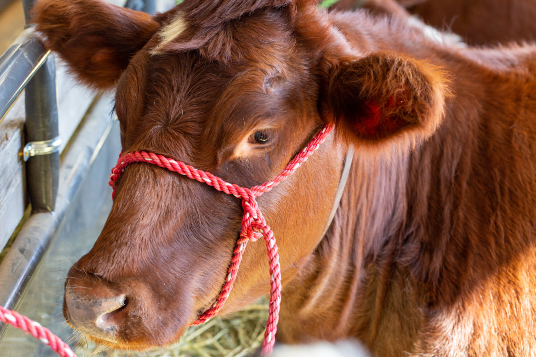 Cow Cattle Close up