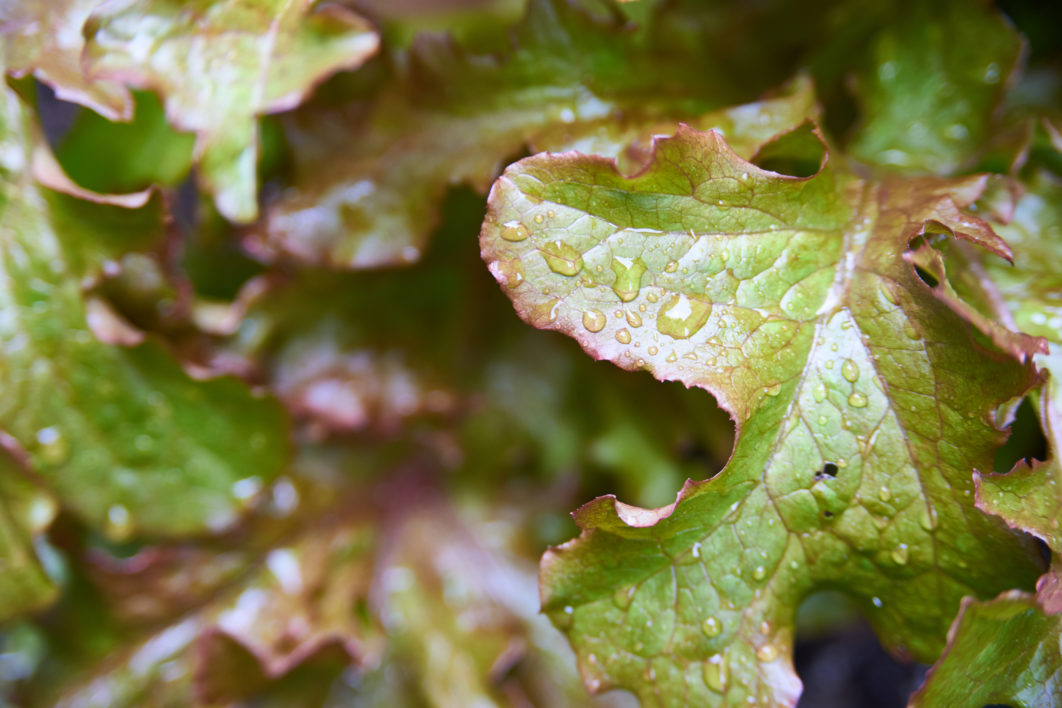 Fresh Garden Lettuce