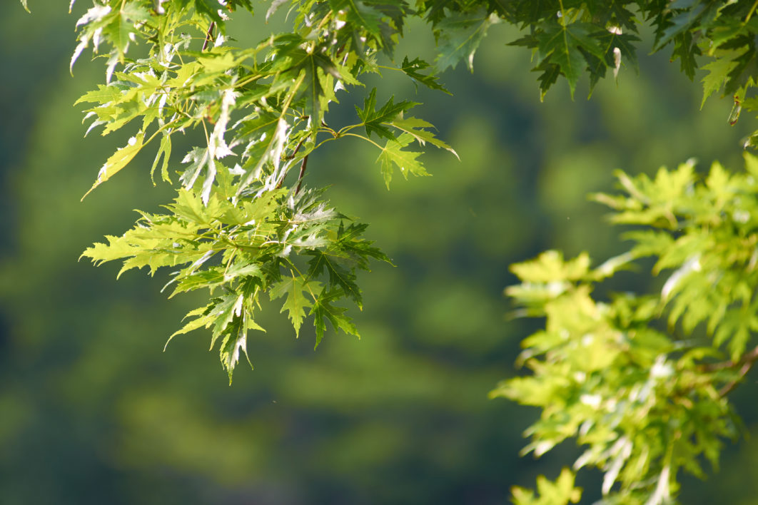 Maple Tree Leaves