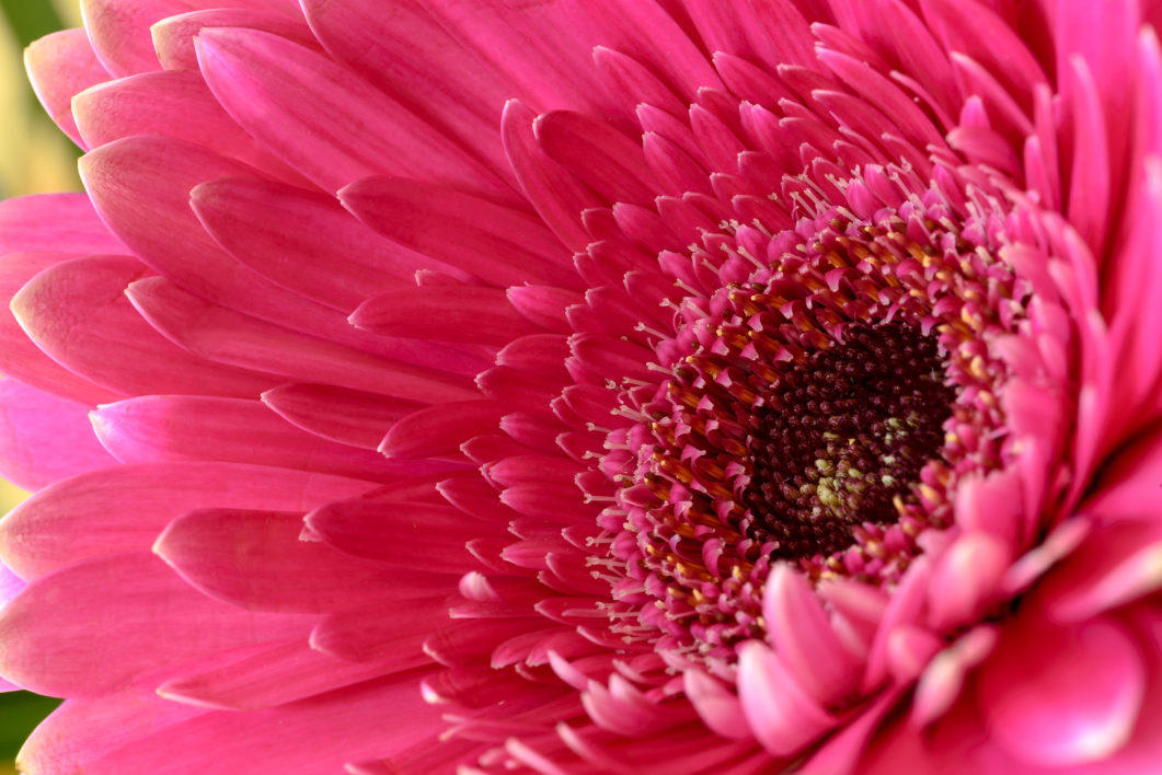 Pink Flower Macro Royalty Free Photo