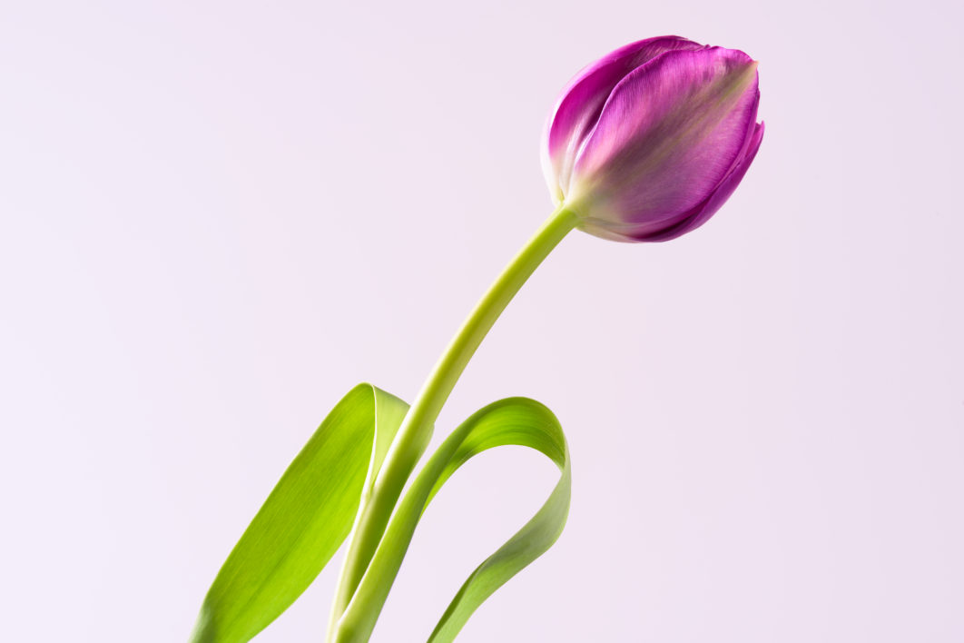 Pink Flower Isolated