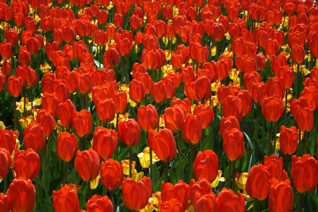 Tulips Background