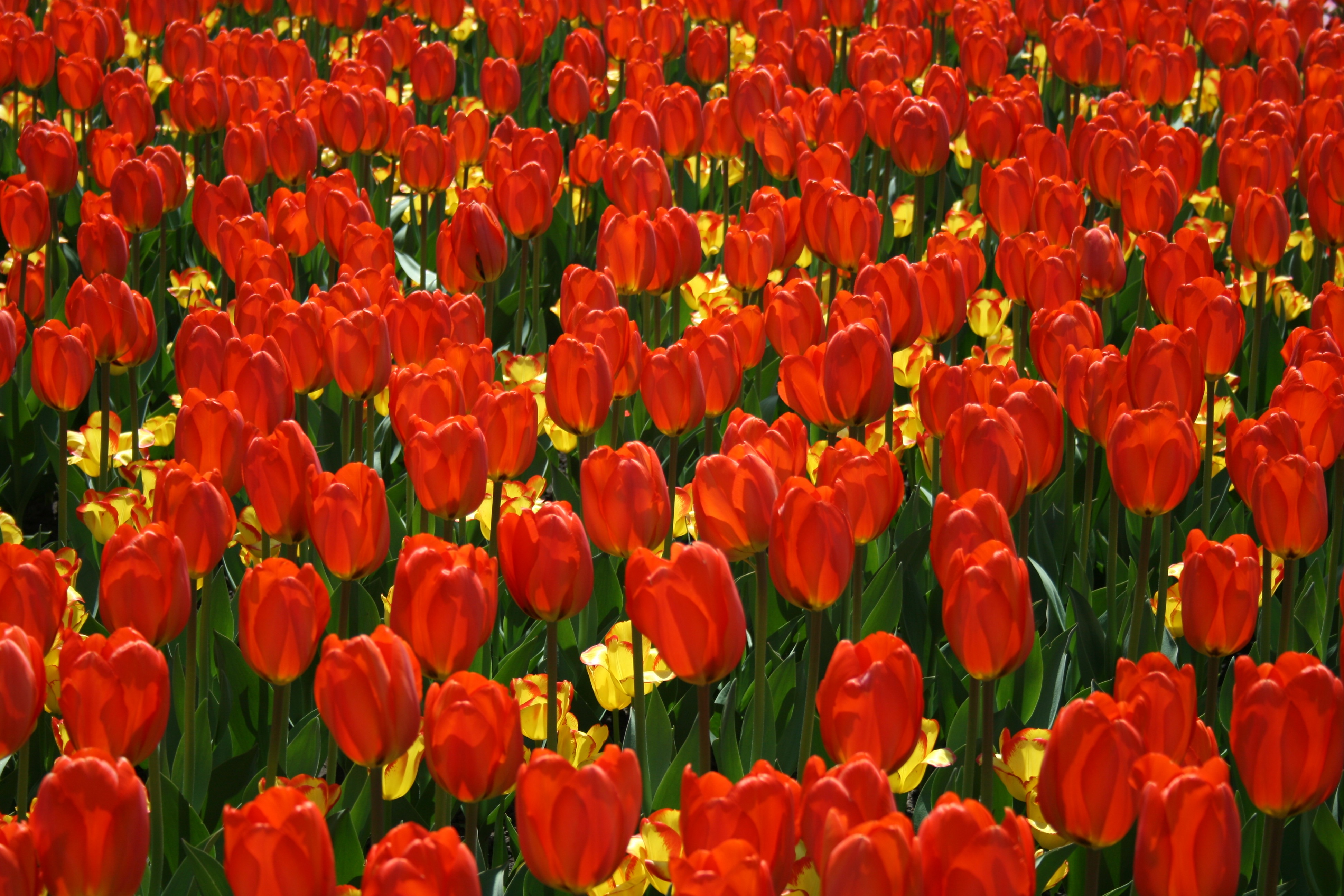 Free Virtual Backgrounds, Flower Zoom Backgrounds