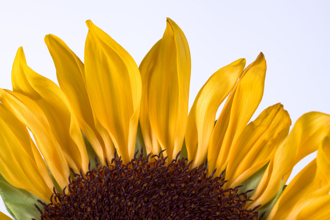 Sunflower Petals Macro