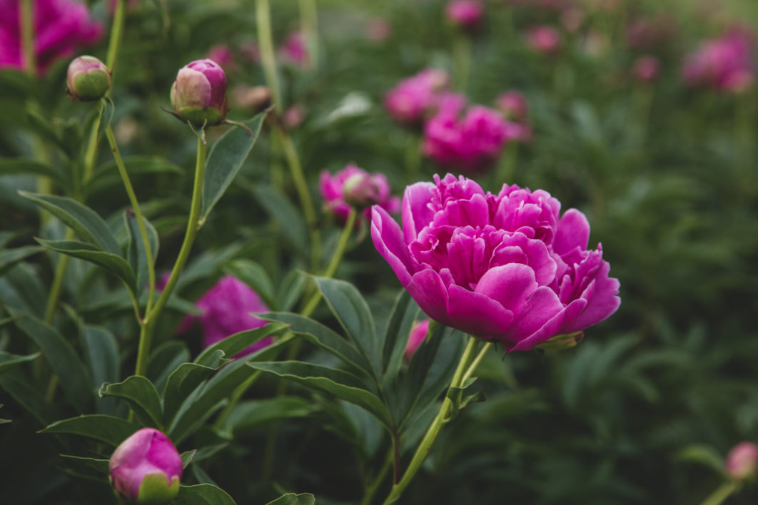 Pink Blossoms Garden