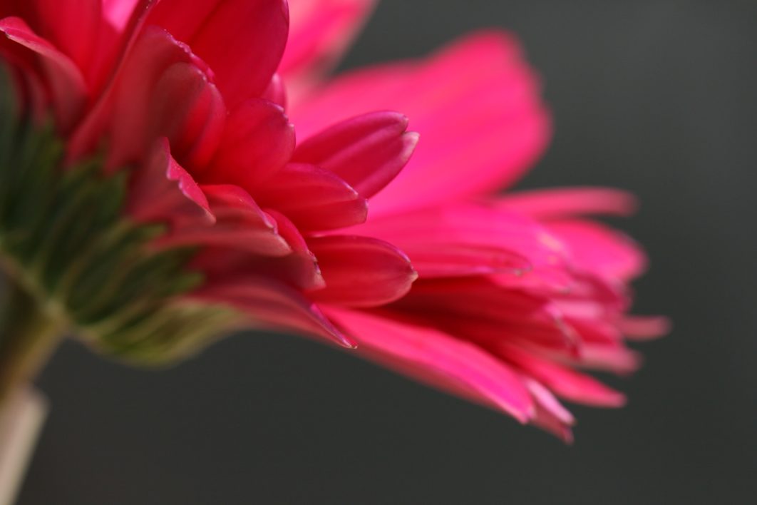 Pink Flower Macro