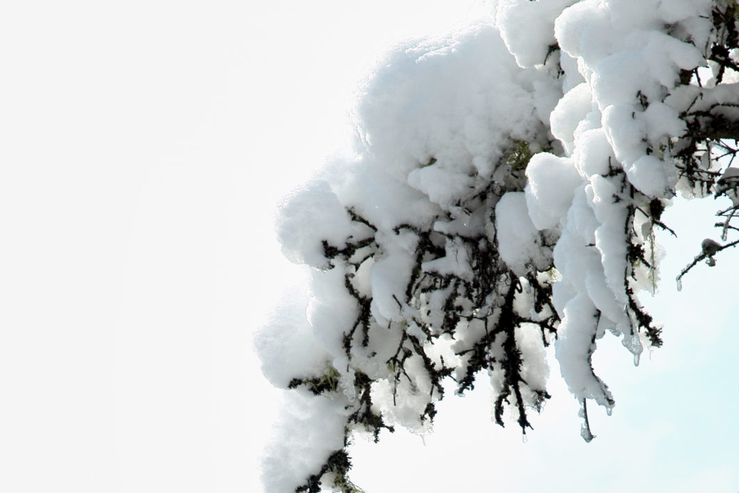 Snow Branch