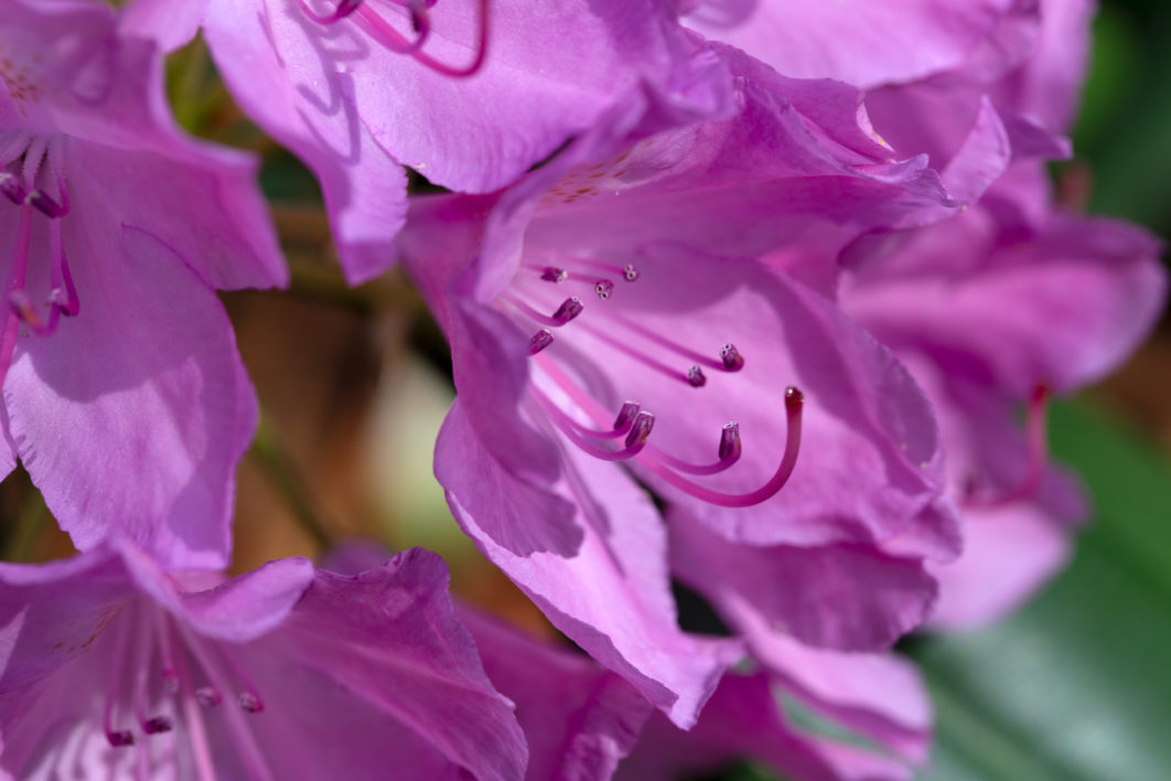 Macro Spring Flower