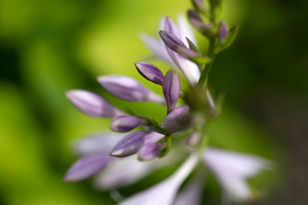 Purple Flowers Macro