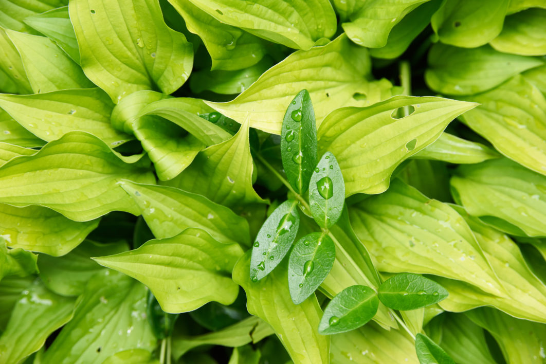 Wet Plant Leaves