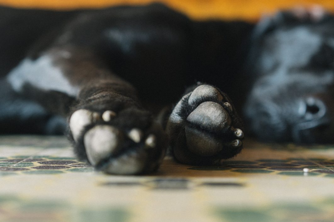 Sleeping Dog Paws