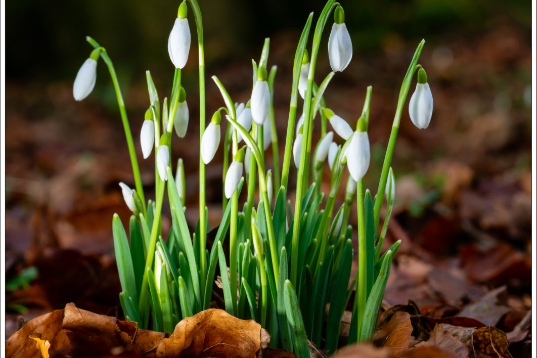 Plant Growth Flowers