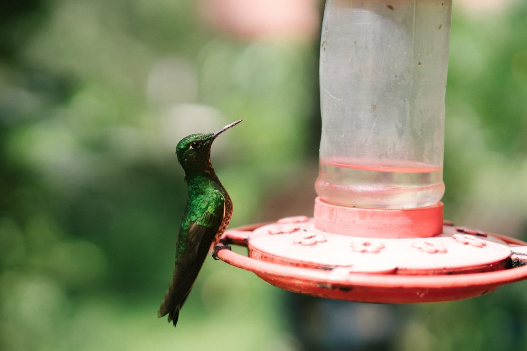 Hummingbird Nature