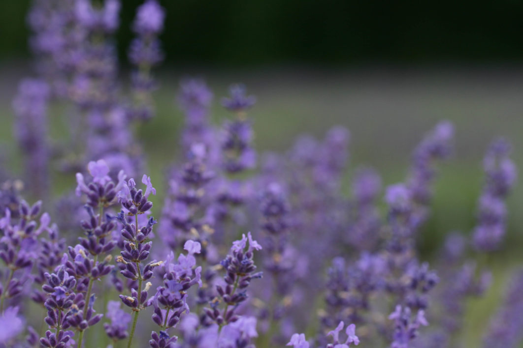 Flower Field Lavender