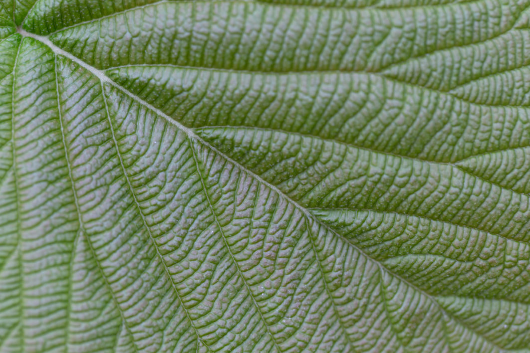 Leaves Macro