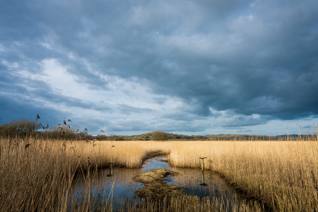 Marsh Wetland