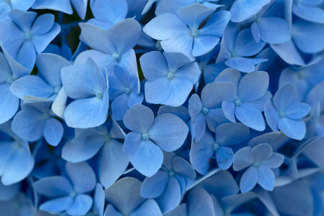 teal blue green flowers