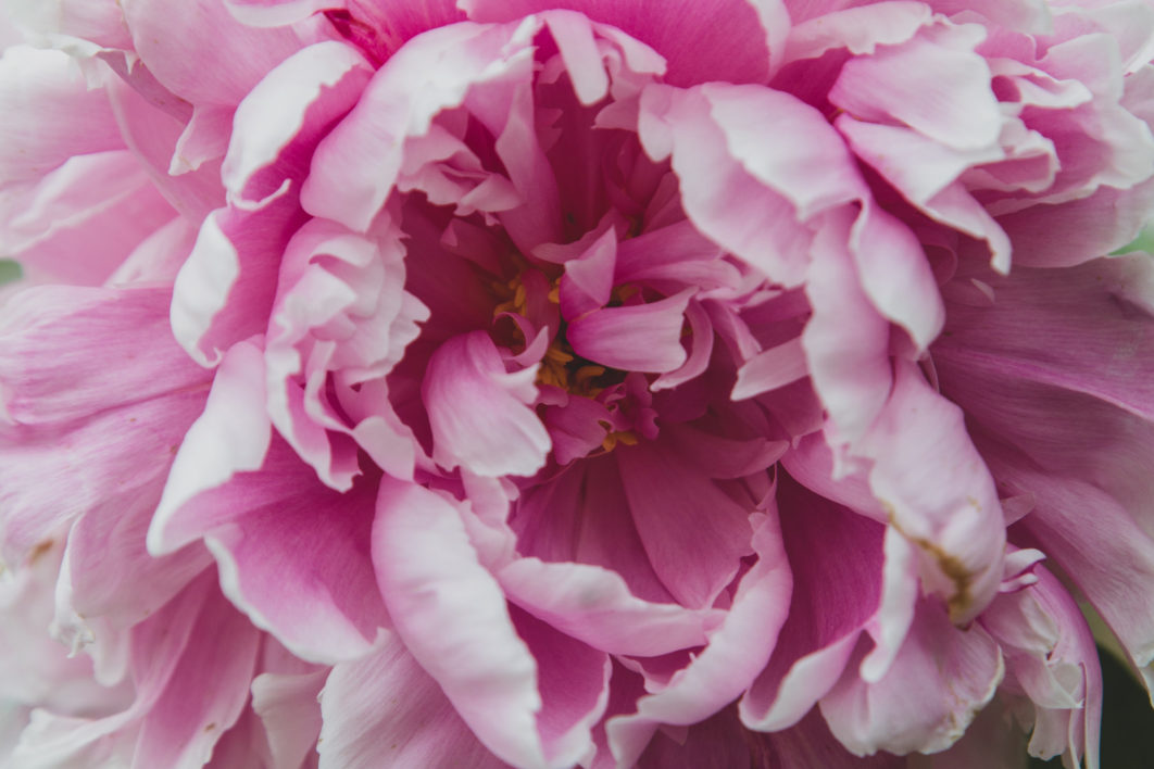 Macro Flower Garden