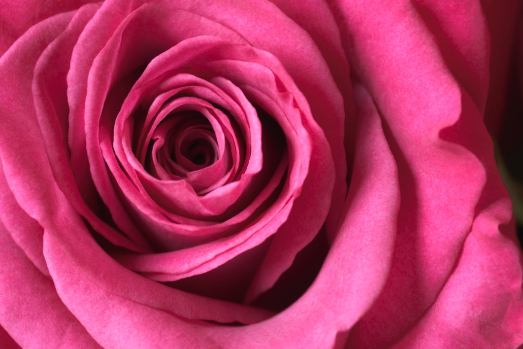 Macro Rose Blossom