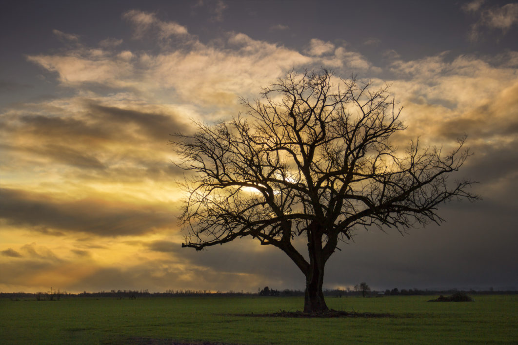 Tree Sunset