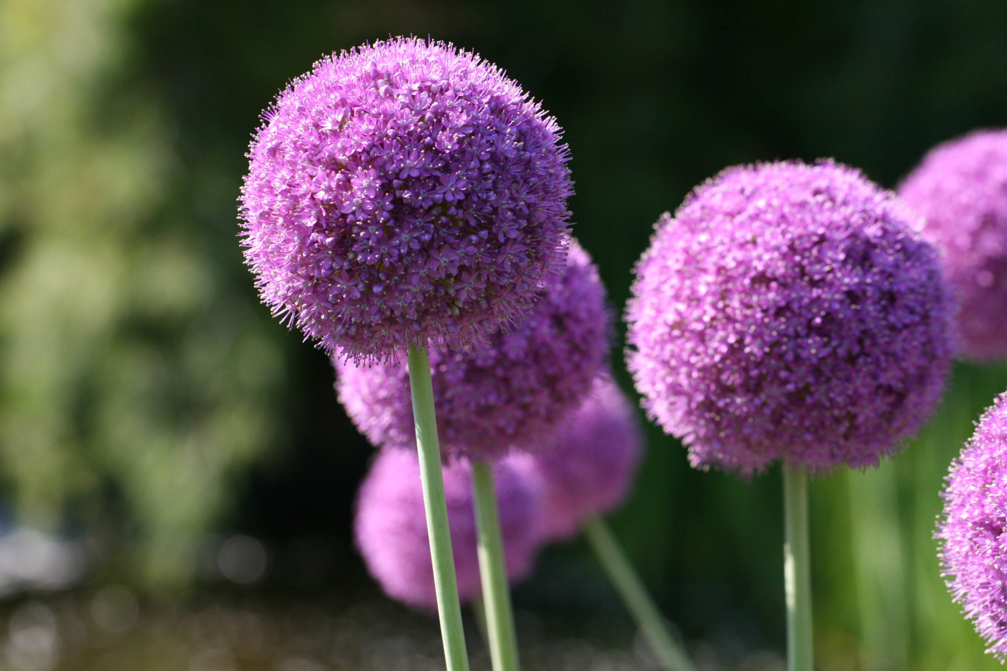 Purple Flowers Royalty Free Photo