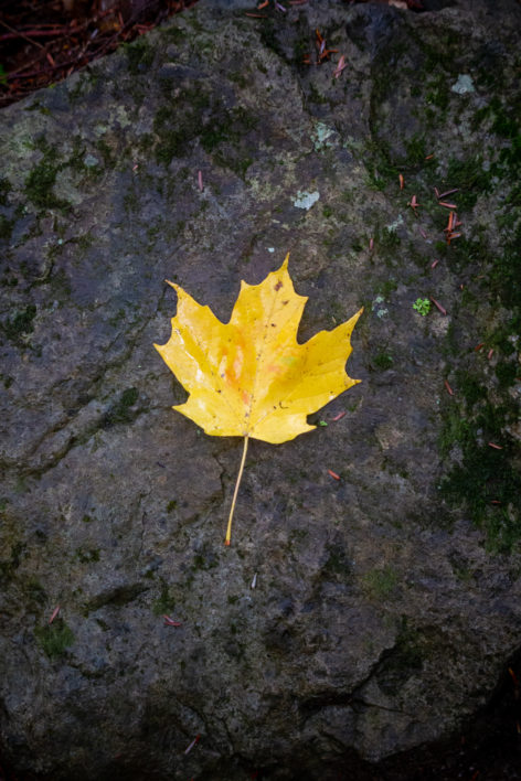 Lone Autumn Leaf