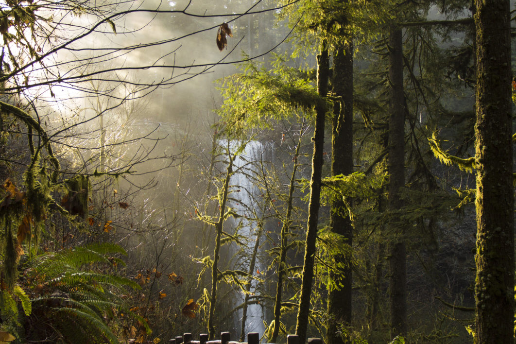 Forest Path