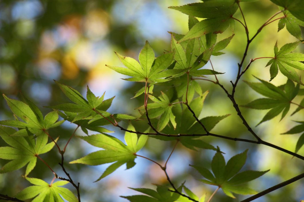 Tree Leaves