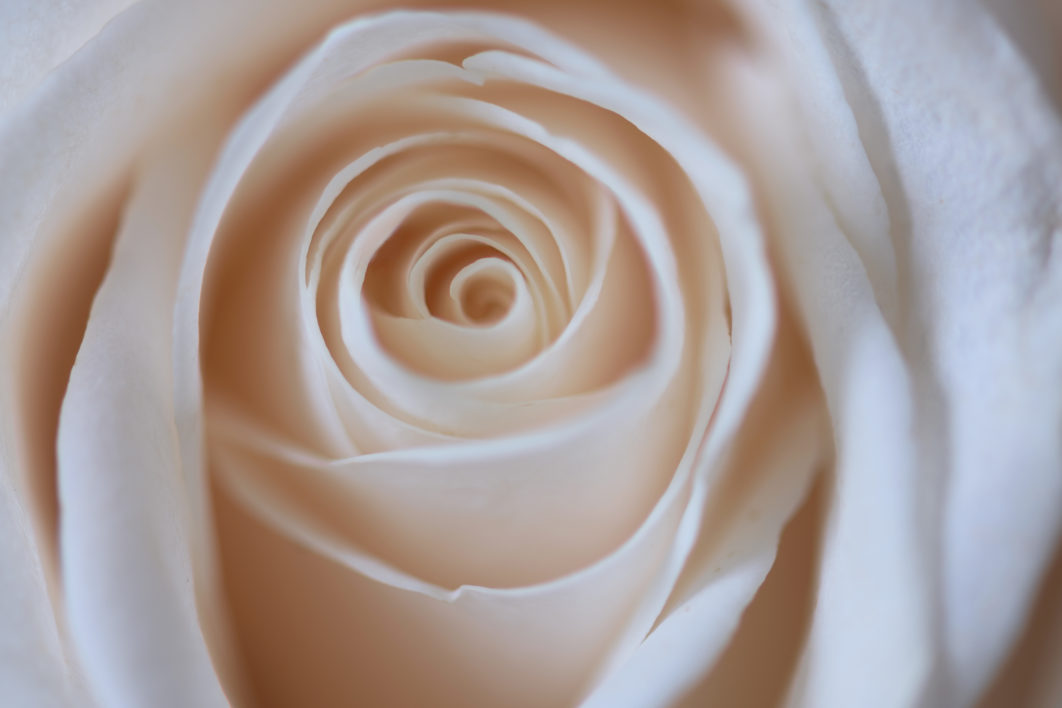 White Rose