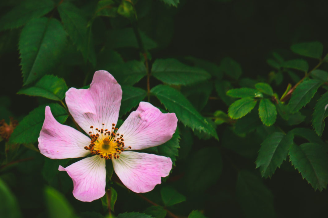 Wild Rose Flower