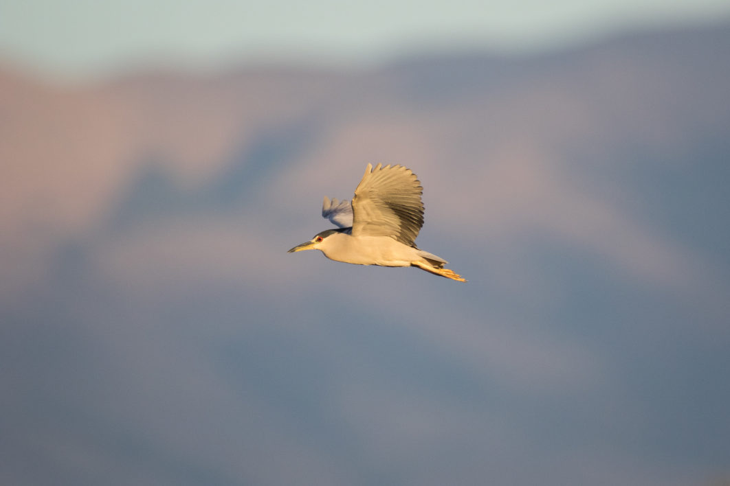 Bird Flying