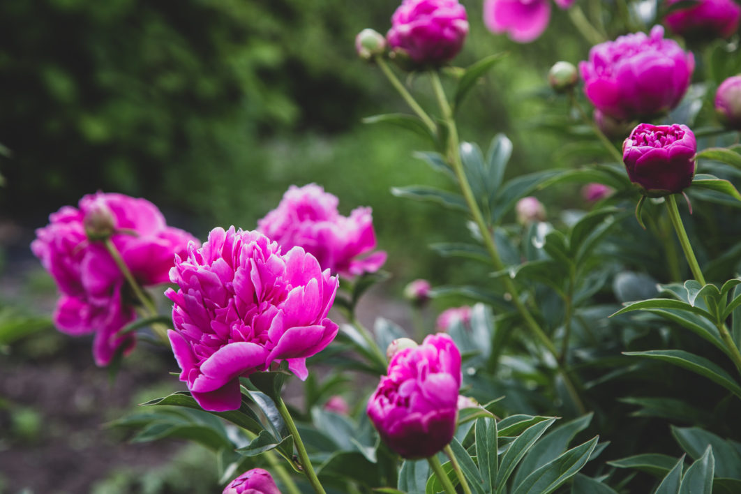 Pink Blossoms Garden