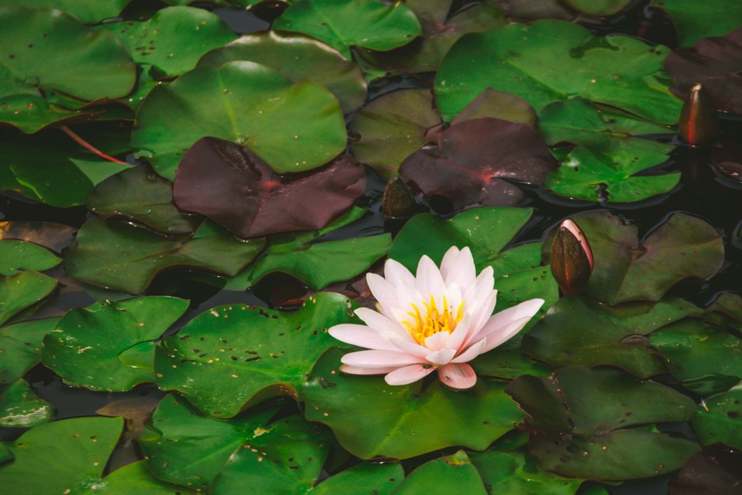 Lily Pad Water