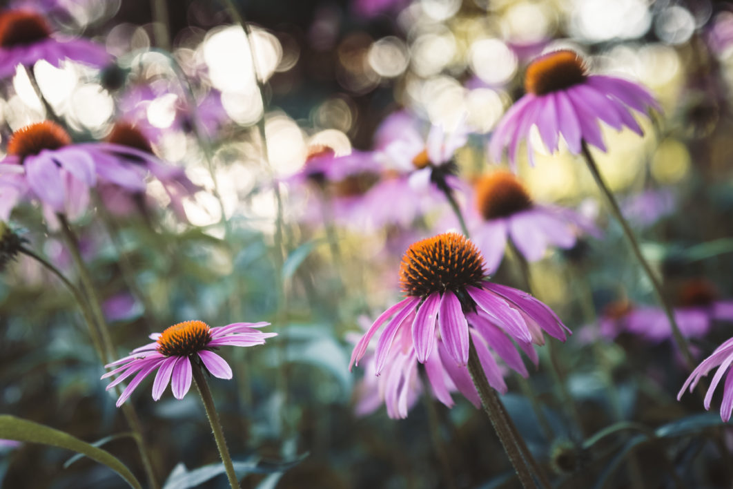 Flowers Garden Bokeh