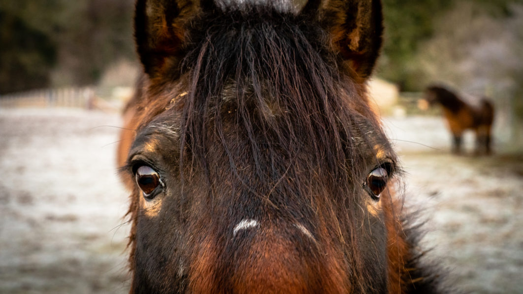 Horse Portrait Face