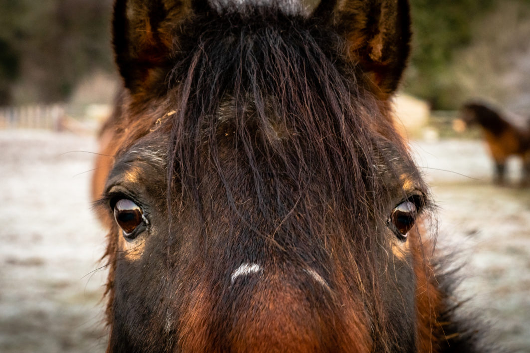 Horse Portrait Face