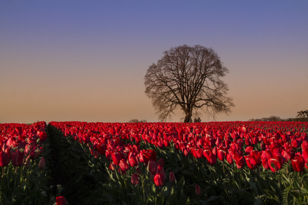 Tulips Field