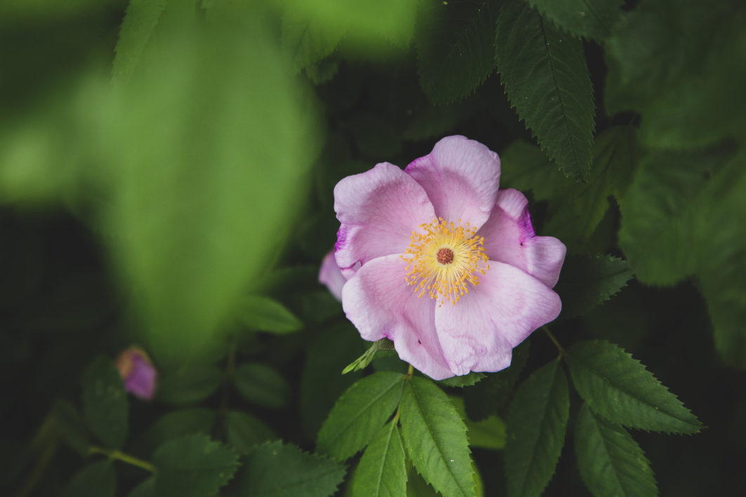 Flower Pink Close up