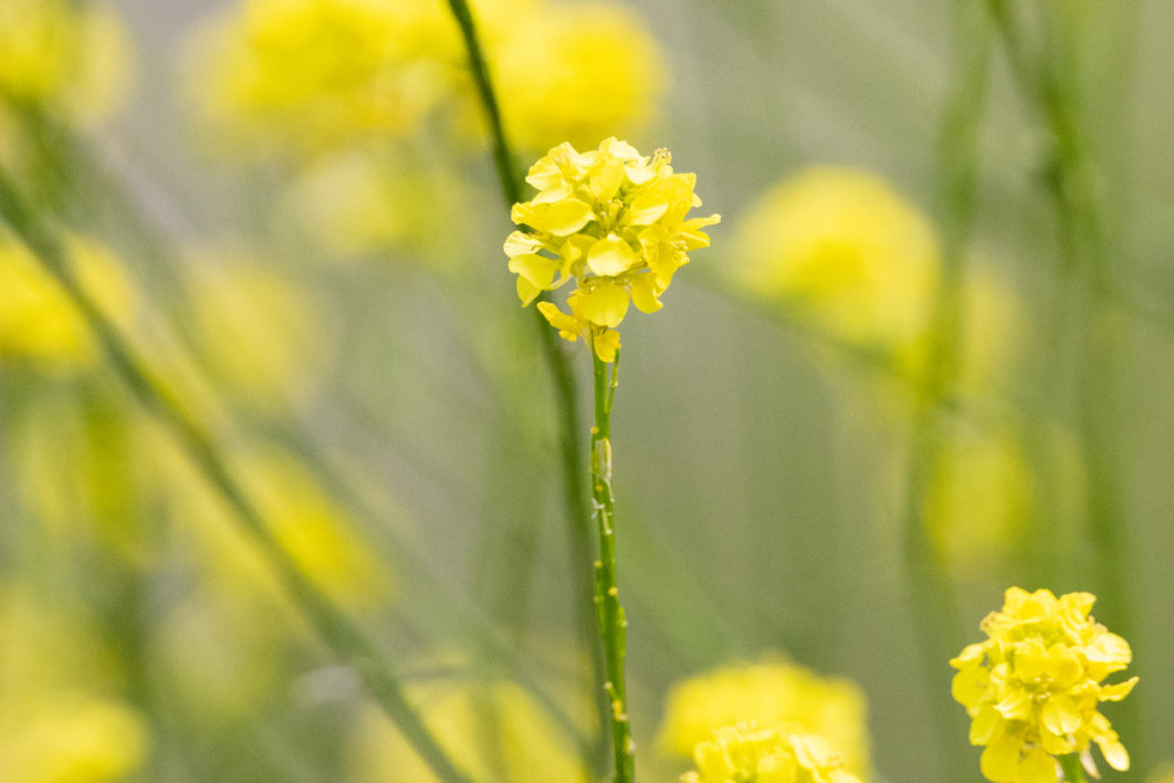 Yellow Flowers