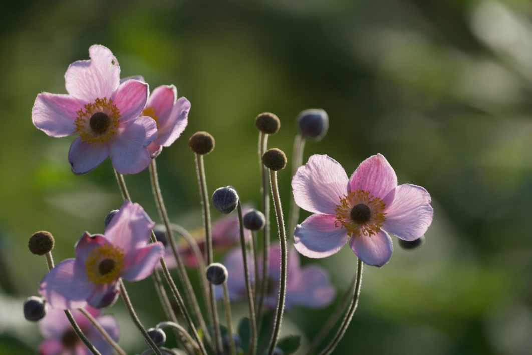 Flower Buds Garden